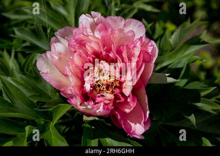 Paeonia ito hybride Sommerblüte Stockfoto