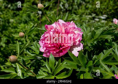 Paeonia ito hybride Sommerblüte Stockfoto
