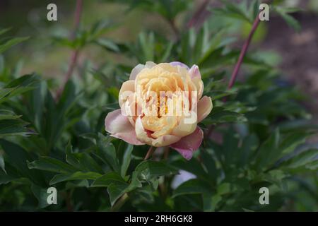 Paeonia ito hybride Sommerblüte Stockfoto