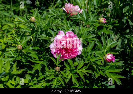 Paeonia ito hybride Sommerblüte Stockfoto