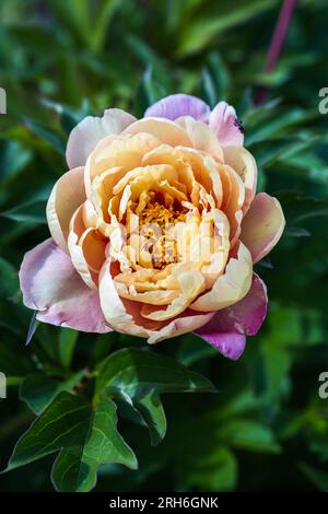 Paeonia ito hybride Sommerblüte Stockfoto