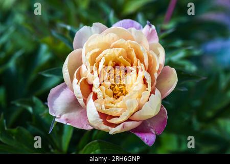 Paeonia ito hybride Sommerblüte Stockfoto