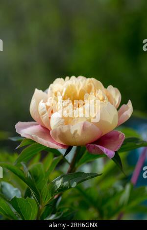 Paeonia ito hybride Sommerblüte Stockfoto