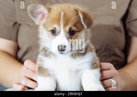 Porträt eines wunderschönen, braunen, weißen welpen von walisischem pembroke Corgi, der in die Kamera schaut, mit erhobenem Ohr steht, auf den Beinen einer unerkennbaren Frau posiert Stockfoto