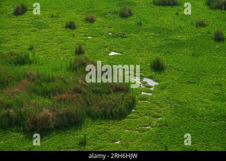 Luftaufnahme auf ein grünes Feld mit kleinen Wasserbänken, wunderschöne Quelllandschaft, keine Menschen Stockfoto