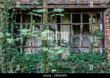 Friche industrielle dans les bois - Batiments a l'abandon emprisonnes par la nature, le lierre et les racines | Industrial Wasteland - Industrial bui Stockfoto