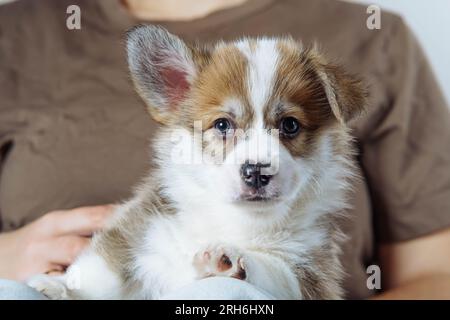 Porträt eines braunen, weißen welpen von walisischem pembroke Corgi, der in die Kamera schaut, mit erhobenem Ohr auf den Beinen einer unerkennbaren Frau liegt, die braunes T trägt Stockfoto