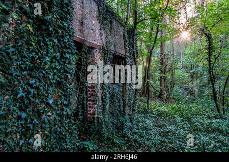 Friche industrielle dans les bois - Batiments a l'abandon emprisonnes par la nature, le lierre et les racines | Industrial Wasteland - Industrial bui Stockfoto