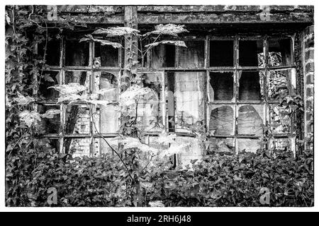 Friche industrielle dans les bois - Batiments a l'abandon emprisonnes par la nature, le lierre et les racines | Industrial Wasteland - Industrial bui Stockfoto