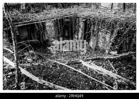 Friche industrielle dans les bois - Batiments a l'abandon emprisonnes par la nature, le lierre et les racines | Industrial Wasteland - Industrial bui Stockfoto