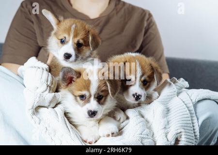 Zugeschnittenes Foto einer Besitzerin, die mit gekreuzten Beinen auf einem grauen Sofa sitzt und drei neugierige kleine braune weiße Welpen mit Hund welsh pembroke Corgi Lyin hält Stockfoto