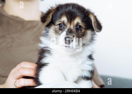 Porträt eines erstaunlichen, schwarz-braunen, weißen welpen welsh pembroke Corgi, der auf Beinen einer unbekannten Frau sitzt, die ein braunes T-Shirt trägt und ein Haustier streichelt Stockfoto