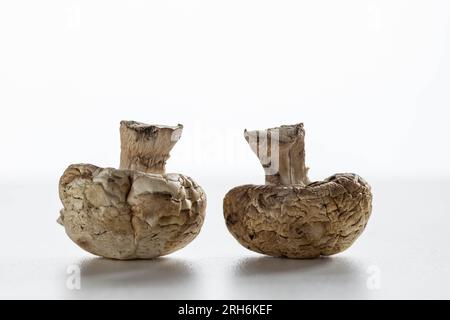 Nahaufnahme Getrocknete Pilze, Champignons Stockfoto