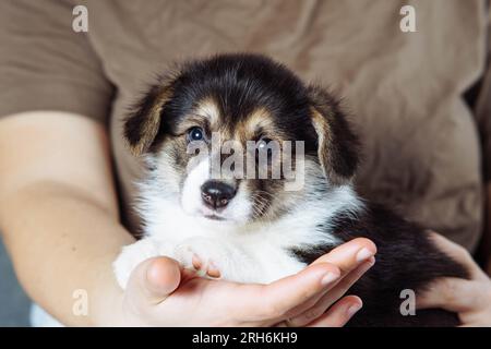 Zugeschnittenes Foto einer Besitzerin mit einem wunderbaren, braunen, weißen welsh pembroke Corgi, der an den Händen liegt. Haustierliebe, Haustierpflege, Haustieranima Stockfoto