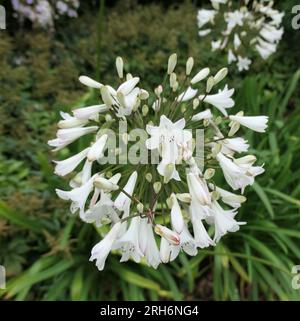 Nahaufnahme der sommerlang blühenden weißen Blume der krautigen Gartenpflanze agapanthus praecox maximus albus. Stockfoto