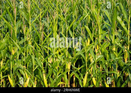 Grüner Mais (zea mays) wuchs im Sommer stark Stockfoto