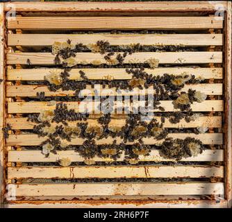 Arbeitende Bienen auf Honigzellen. Bienenhaus-Workflow. Stockfoto