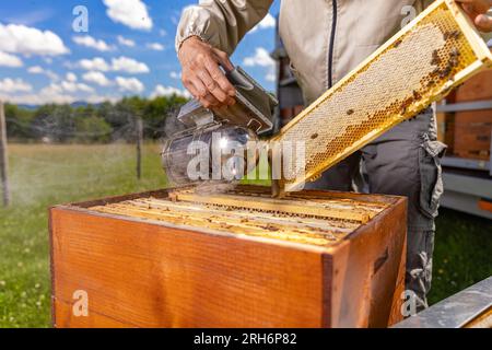 Imker am Arbeitsplatz: Ein Imker, der Bienenraucher verwendet, um Rahmen zu extrahieren und zu steuern, wie die Arbeit der Bienen verläuft Stockfoto