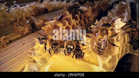 Bienen produzieren frisch, gesund, Honig. Imkereikonzept Stockfoto