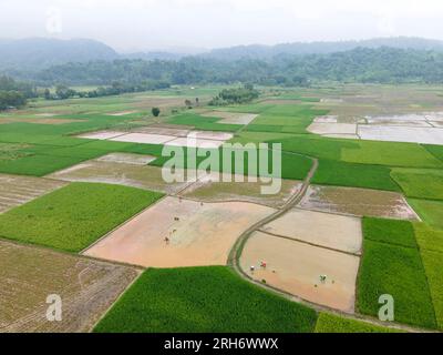 Chittagong, Bangladesch. 14. August 2023. Nach fünf aufeinanderfolgenden Regentagen Pflanzen die Bauern der Region Chittagong Mirsharai Upazila Amon-Reisfelder. Stockfoto