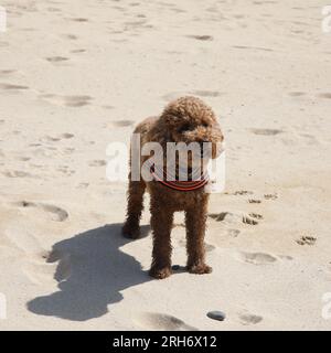 Hund am Strand. Stockfoto