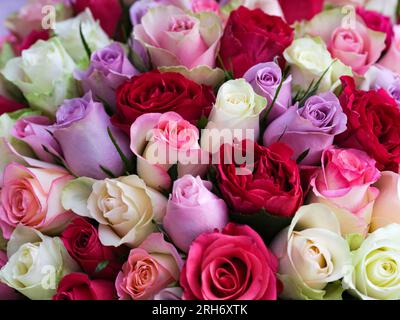 Ein großer Strauß von wunderschönen bunten Rosen. Volle Flamme. Stockfoto
