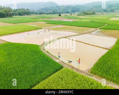 Chittagong, Bangladesch. 14. August 2023. Nach fünf aufeinanderfolgenden Regentagen Pflanzen die Bauern der Region Chittagong Mirsharai Upazila Amon-Reisfelder. Stockfoto