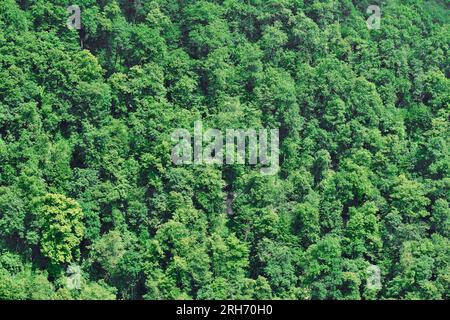Draufsicht über den Wald. Gemischter Wald, grüne Laubbäume. Drohnenfoto über der farbenfrohen grünen Struktur in der Natur. Grüner Waldhintergrund. Stockfoto