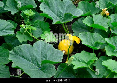 Kürbis, Uchiki Kuri, wächst teilweise im Garten versteckt durch die großen Blätter seiner Weinrebe Stockfoto