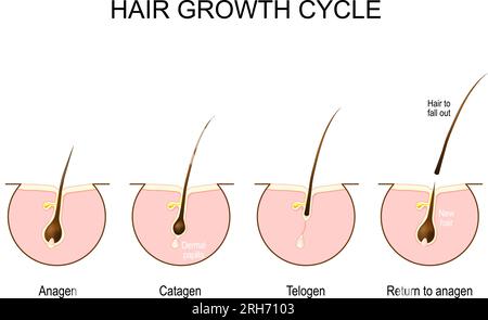 Haarwuchszyklus. Menschliche Haut. Follikelanatomie. Anatomisches Poster. Phase des Haarwachstums Schritt für Schritt. Stadien von Anagen und Telogen bis zu Katagen. Kreuz Stock Vektor