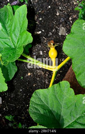 Der junge Kürbis, Uchiki Kuri, wächst im Garten mit den großen Blättern seiner Rebe Stockfoto