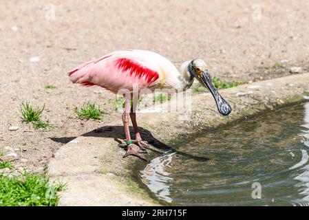 Rosenschnabelvogel (Platalea ajaja) im Zoo Dortmund, Nordrhein-Westfalen Stockfoto