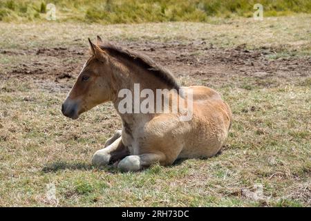 New Forest Pony Fohlen im Lymington and Keyhaven Marshes Nature Reserve Hampshire England Stockfoto