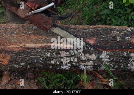 Ansicht eines Hartholzstiels, der von einer Kettensäge geschnitten wird, um Holzbohlen in einem wilden Gebiet zu erhalten Stockfoto