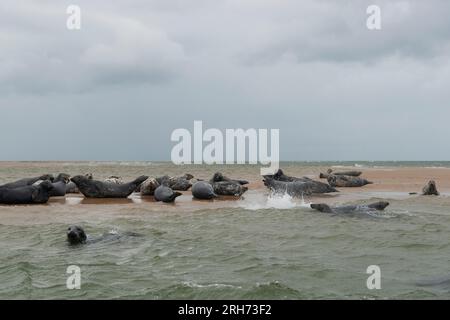 Graue Robben auf der Sandbank in Blakeney Point, Holt, North Norfolk, England Stockfoto