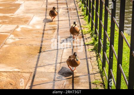 Enten bei Dunham Massey Stockfoto