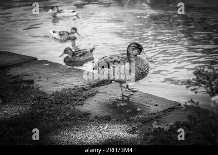 Enten bei Dunham Massey Cheshire Stockfoto