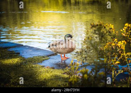 Enten bei Dunham Massey Cheshire Stockfoto