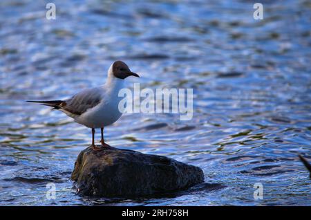 Schwarze Möwe, die auf einem Felsen in einem Teich steht Stockfoto