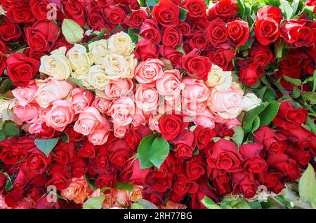 Rosenstapel, Naturhintergrund, selektiver Fokus, Ecuador. Stockfoto