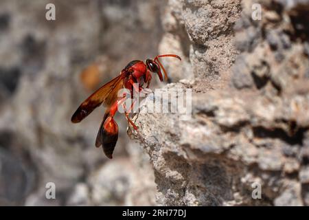 Rote Töpferwaspe (Delta dimidiatipenne), Frau, die auf einem Felsen sitzt - Fuerteventura Stockfoto