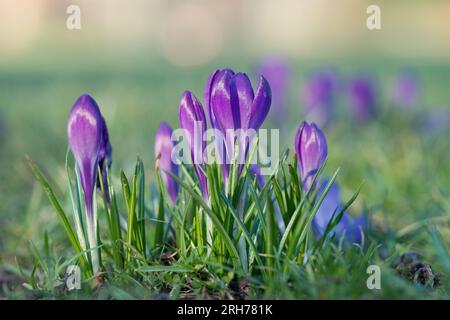 Im Frühling blühen lila Krokusblüten. Grüner grasiger Hintergrund. Stockfoto