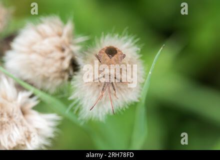 Käfer mit ruhendem Dock Shield (Coreus marginatus) Stockfoto