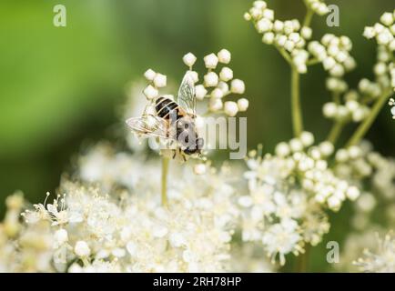 Fütterung des Hoverfly Eristalis arbustorum (bestätigt durch Gesichtsdetails) Stockfoto
