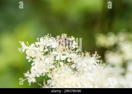 Fütterung des Hoverfly Eristalis arbustorum (bestätigt durch Gesichtsdetails) Stockfoto