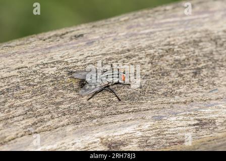 Hochseeflugfliege (Sarcophaga sp.) Stockfoto