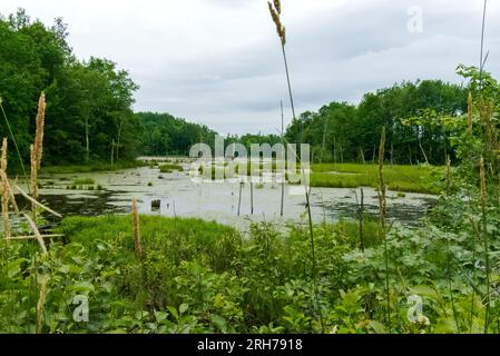 Aufgenommen in Washburn County, Wisconsin. Stockfoto