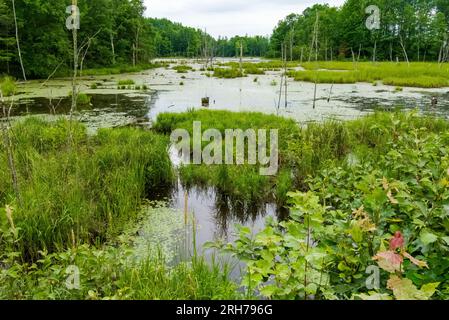 Aufgenommen in Washburn County, Wisconsin. Stockfoto