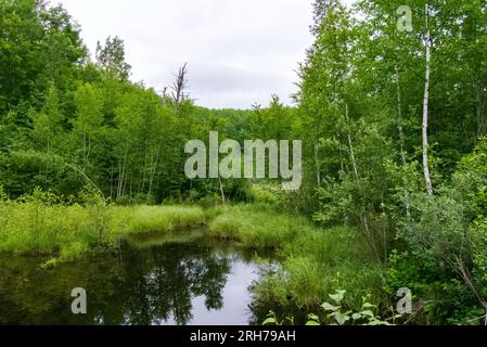 Aufgenommen in Washburn County, Wisconsin. Stockfoto