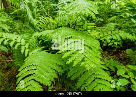 Aufgenommen in Washburn County, Wisconsin. Stockfoto